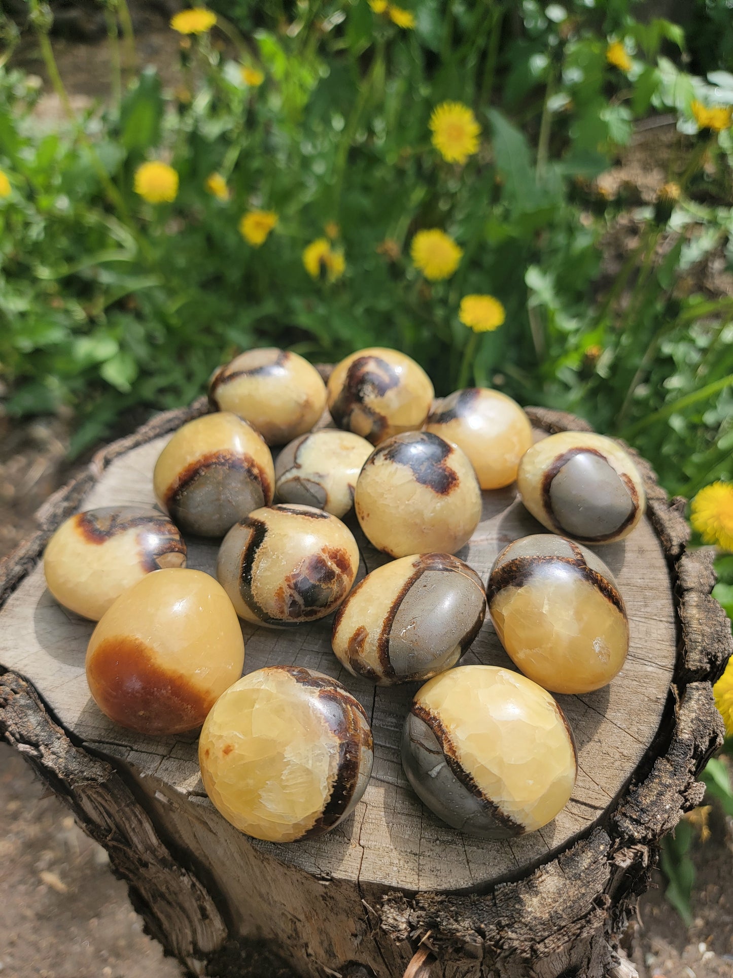 Septarian / Dragonstone | Palmstone